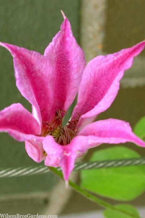  Duchess Of Albany Clematis - 1 Gallon Pot