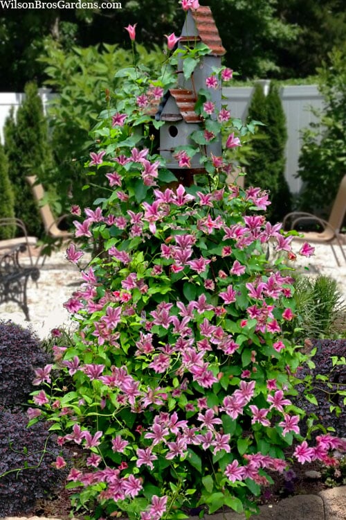  Duchess Of Albany Clematis - 1 Gallon Pot