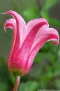  Duchess Of Albany Clematis - 1 Gallon Pot