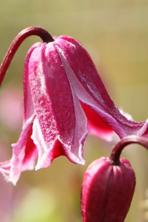  Etioile Rose Clematis - 1 Gallon Pot