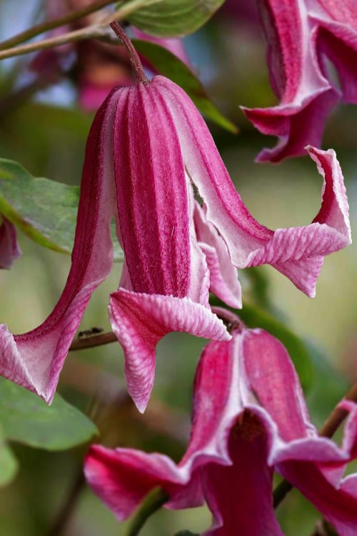  Etioile Rose Clematis - 1 Gallon Pot