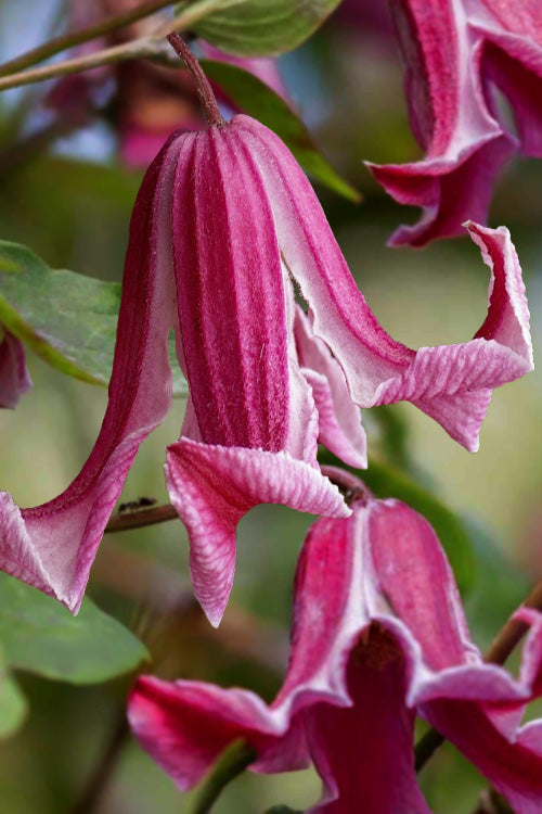  Etioile Rose Clematis - 1 Gallon Pot
