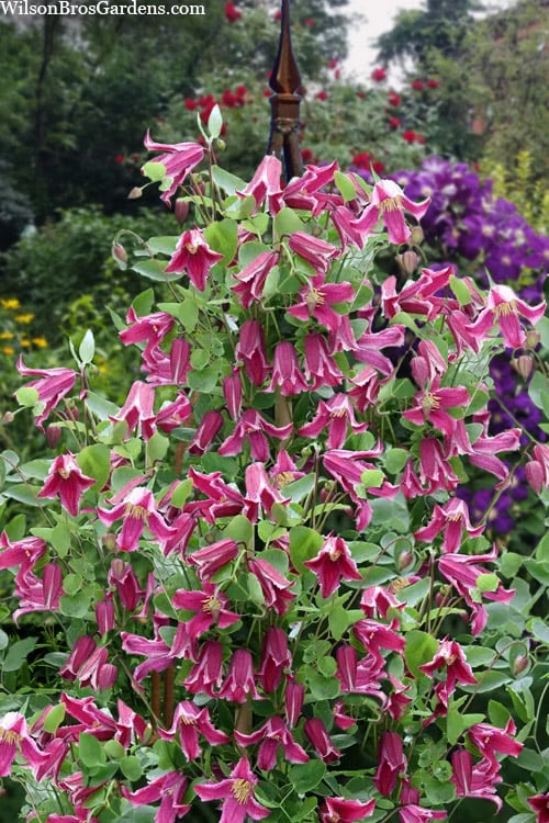  Etioile Rose Clematis - 1 Gallon Pot