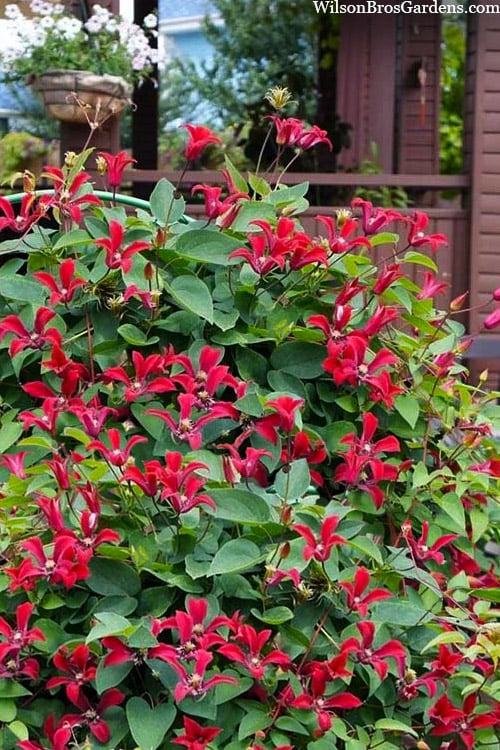  Gravetye Beauty Clematis - 1 Gallon Pot