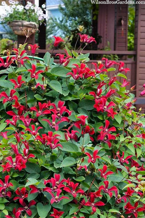  Gravetye Beauty Clematis - 1 Gallon Pot