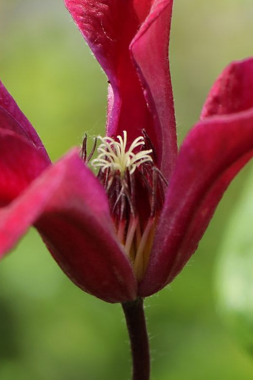  Gravetye Beauty Clematis - 1 Gallon Pot