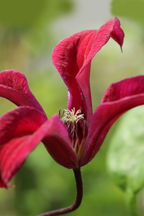  Gravetye Beauty Clematis - 1 Gallon Pot