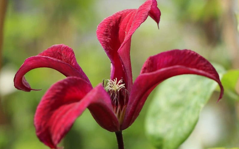  Gravetye Beauty Clematis - 1 Gallon Pot