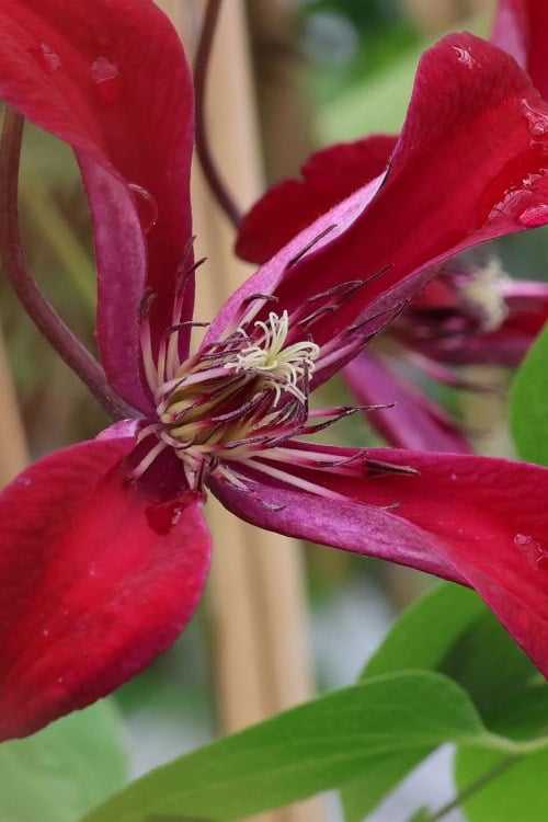  Gravetye Beauty Clematis - 1 Gallon Pot