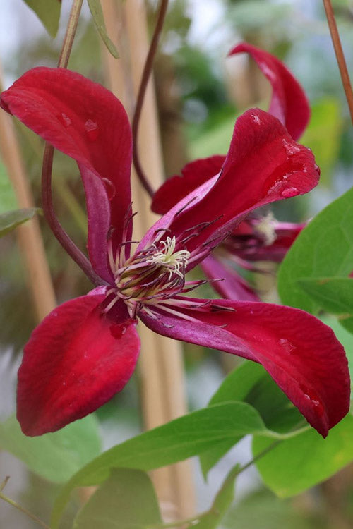  Gravetye Beauty Clematis - 1 Gallon Pot