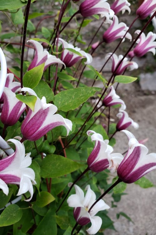  Princess Kate Clematis - 1 Gallon Pot