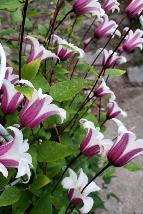  Princess Kate Clematis - 1 Gallon Pot