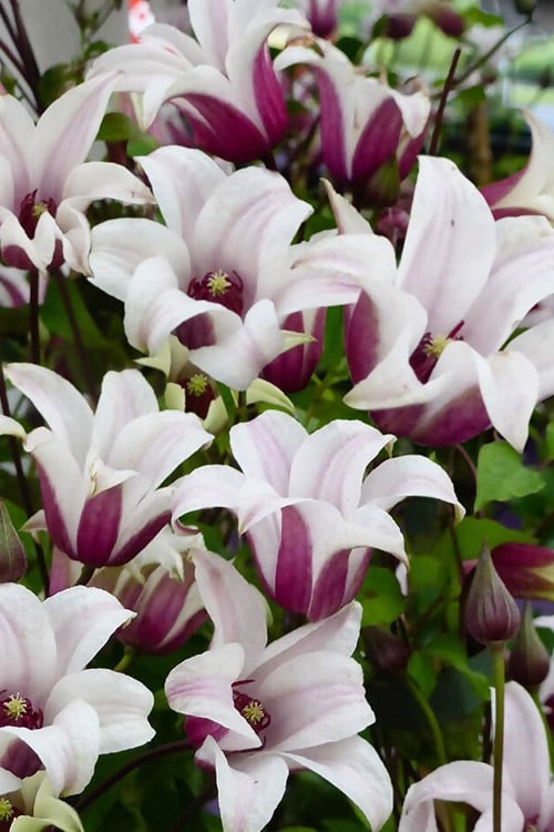 Princess Kate Clematis - 1 Gallon Pot
