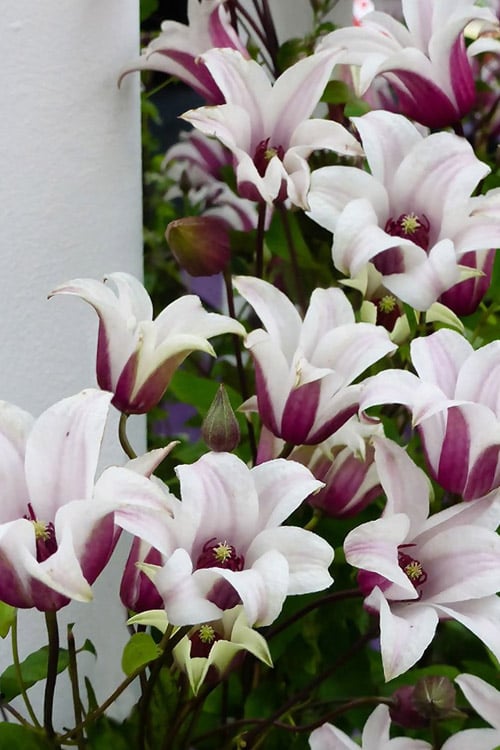  Princess Kate Clematis - 1 Gallon Pot
