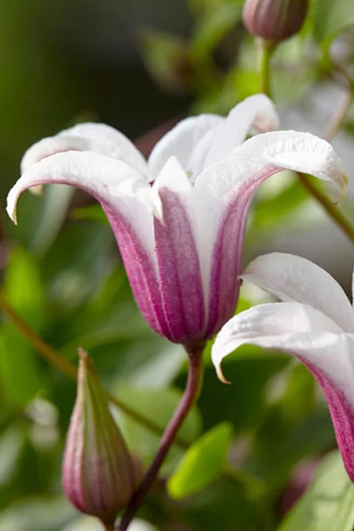  Princess Kate Clematis - 1 Gallon Pot
