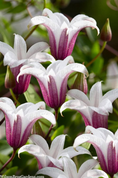  Princess Kate Clematis - 1 Gallon Pot