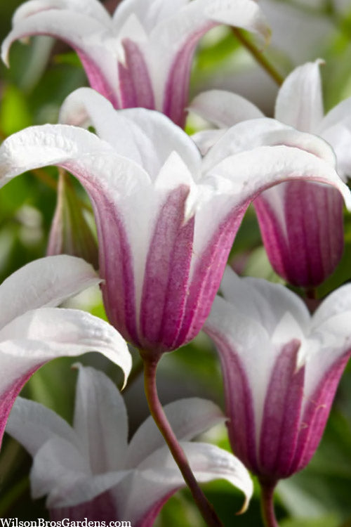  Princess Kate Clematis - 1 Gallon Pot