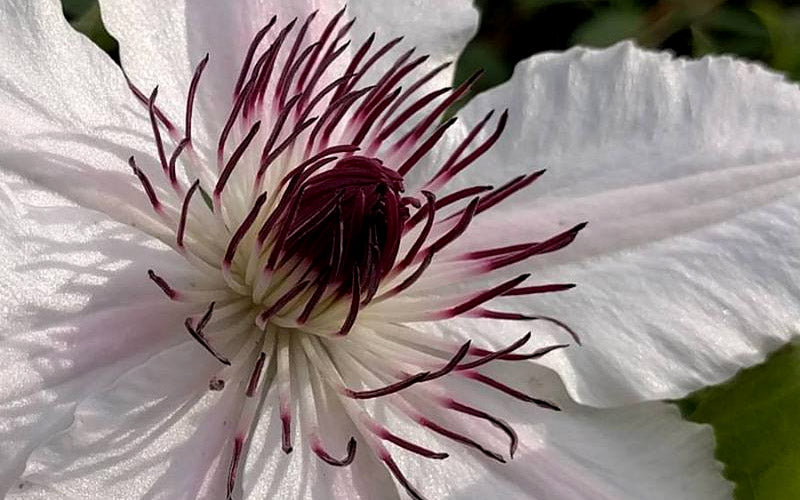  The Countess Of Wessex Clematis - 1 Gallon Pot
