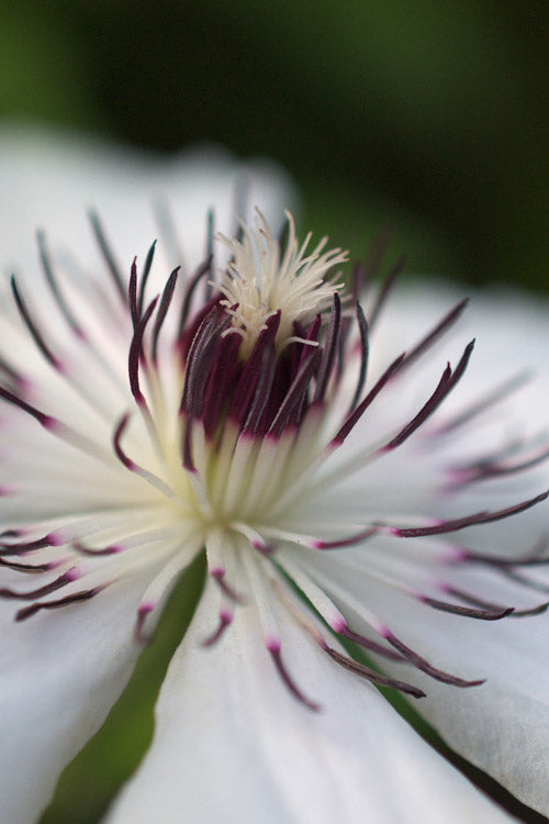  The Countess Of Wessex Clematis - 1 Gallon Pot