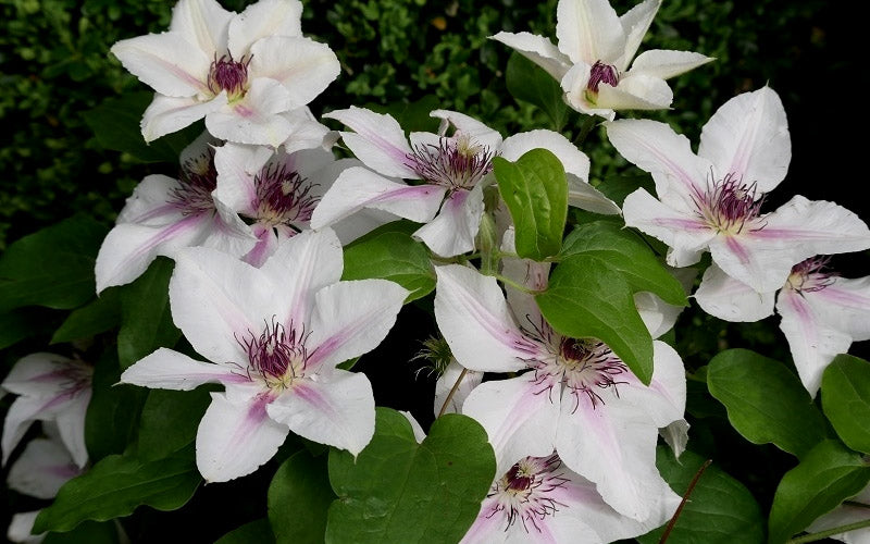  The Countess Of Wessex Clematis - 1 Gallon Pot