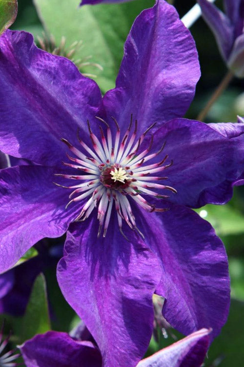  The President Clematis - 1 Gallon Pot
