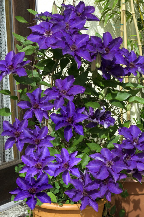  The President Clematis - 1 Gallon Pot
