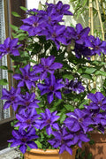  The President Clematis - 1 Gallon Pot