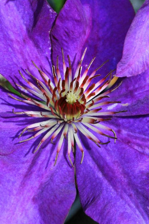  The President Clematis - 1 Gallon Pot