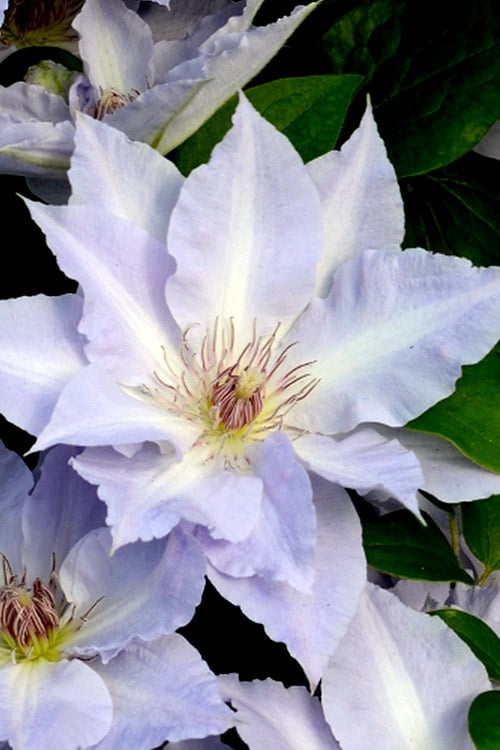  Tranquilite Clematis - 1 Gallon Pot