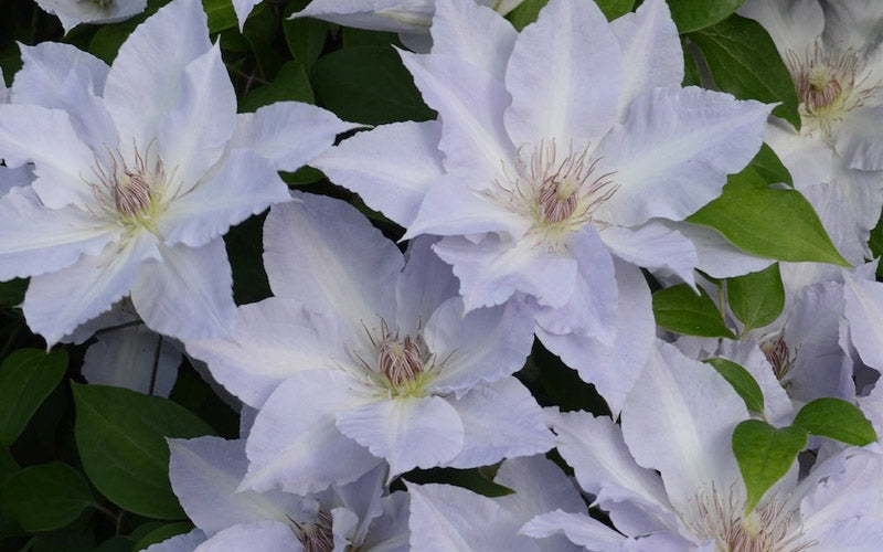  Tranquilite Clematis - 1 Gallon Pot