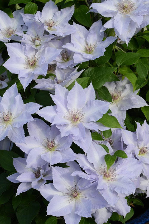  Tranquilite Clematis - 1 Gallon Pot
