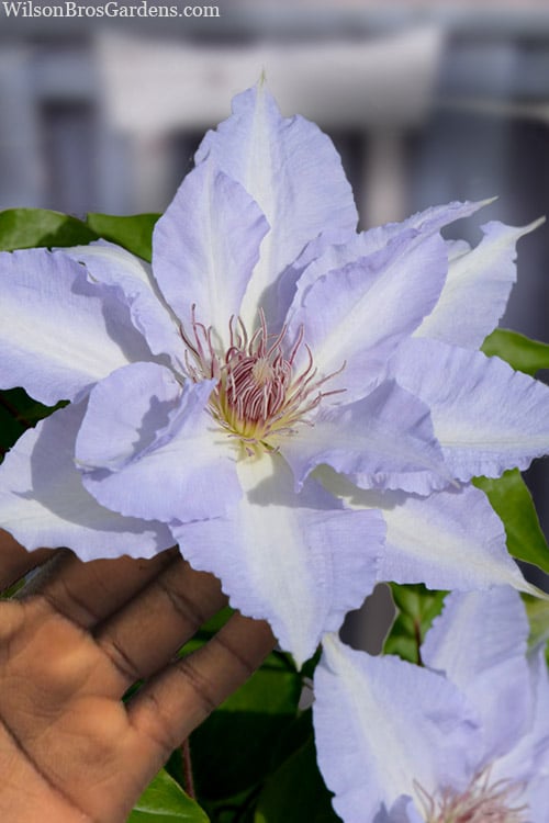  Tranquilite Clematis - 1 Gallon Pot
