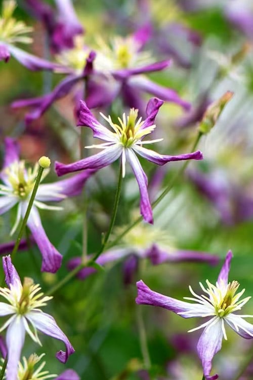  Rubromarginata Fragrant Clematis - 1 Gallon Pot