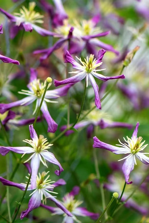  Rubromarginata Fragrant Clematis - 1 Gallon Pot