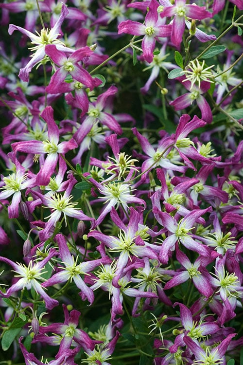 Rubromarginata Fragrant Clematis - 1 Gallon Pot