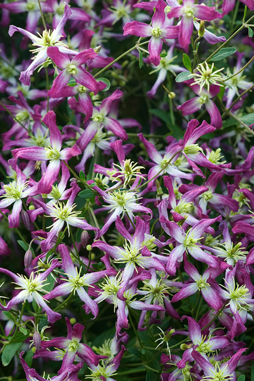  Rubromarginata Fragrant Clematis - 1 Gallon Pot