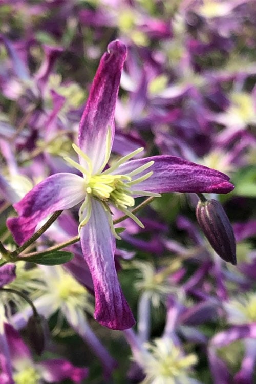  Rubromarginata Fragrant Clematis - 1 Gallon Pot