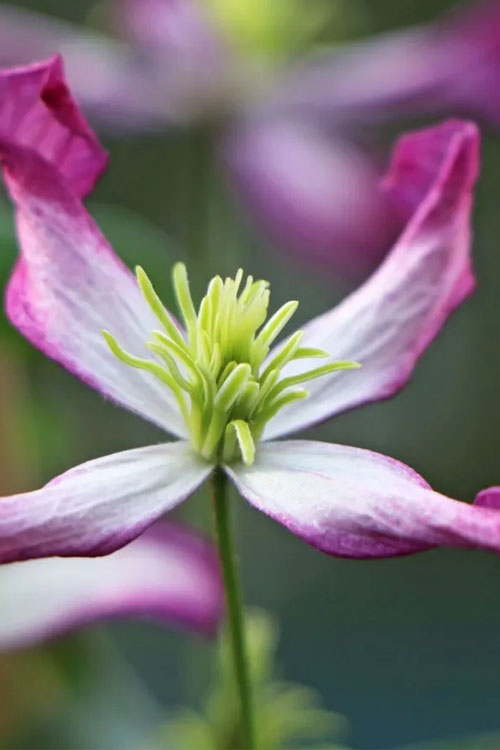  Rubromarginata Fragrant Clematis - 1 Gallon Pot