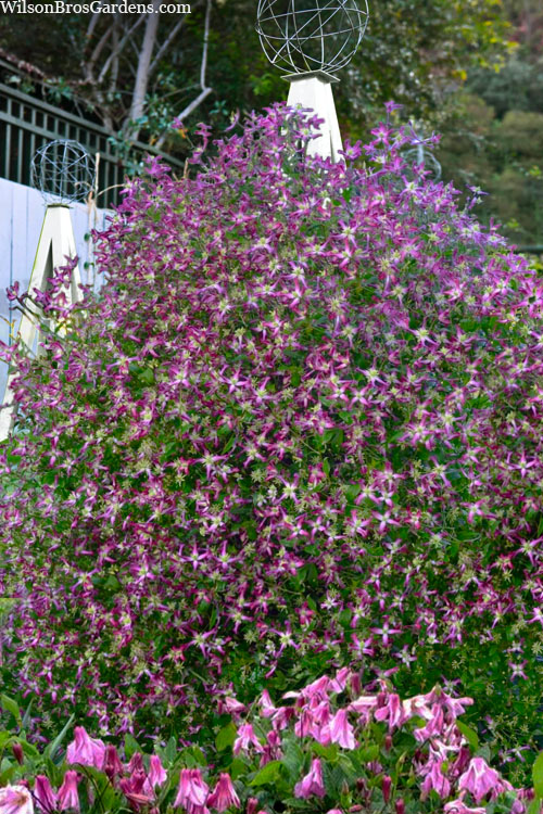  Rubromarginata Fragrant Clematis - 1 Gallon Pot