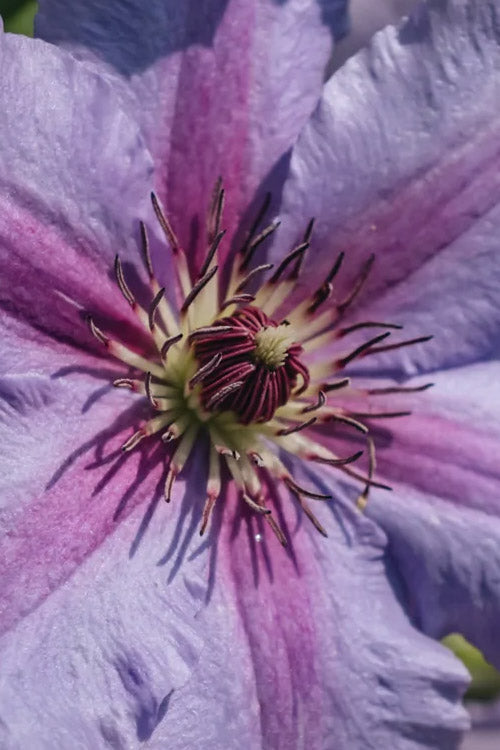  Tumaini Clematis - 1 Gallon Pot