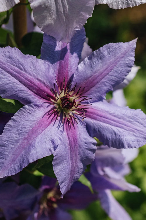  Tumaini Clematis - 1 Gallon Pot