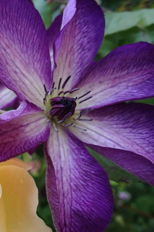  Venosa Violacea Clematis - 1 Gallon Pot
