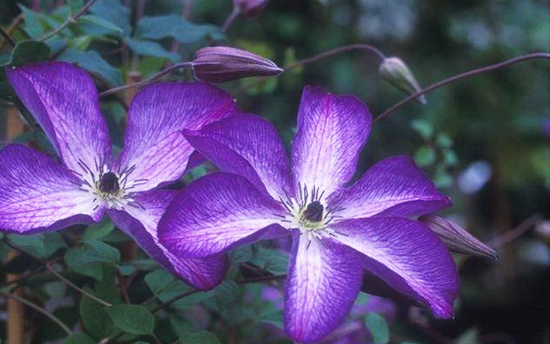  Venosa Violacea Clematis - 1 Gallon Pot