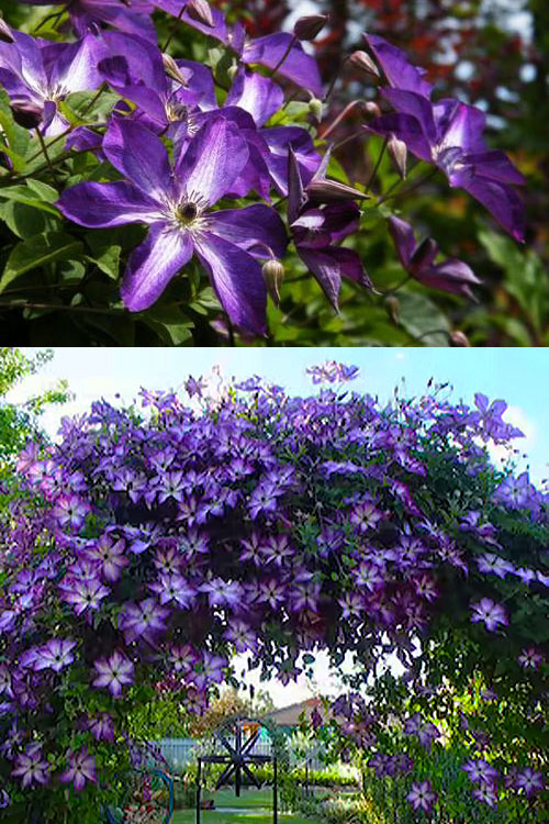  Venosa Violacea Clematis - 1 Gallon Pot