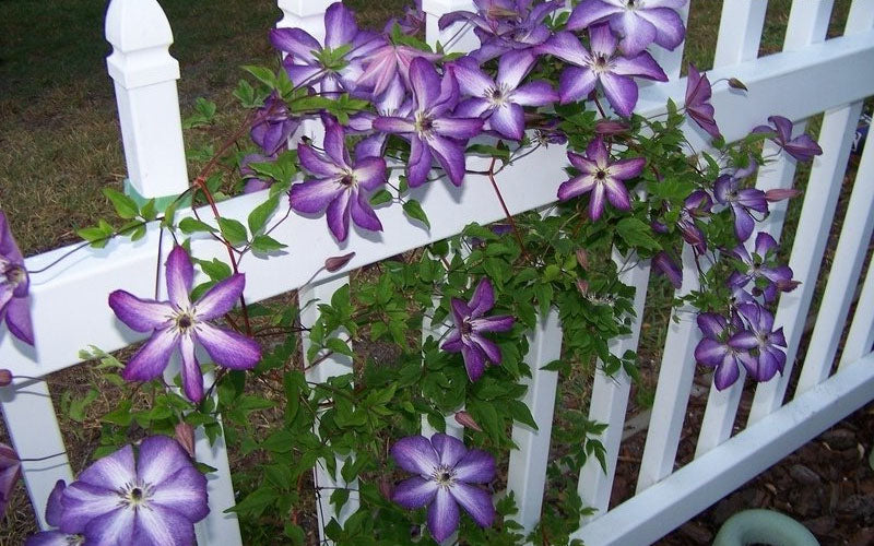  Venosa Violacea Clematis - 1 Gallon Pot