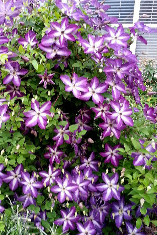  Venosa Violacea Clematis - 1 Gallon Pot