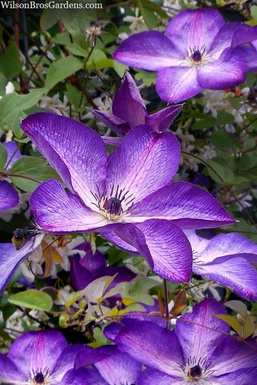 Venosa Violacea Clematis - 1 Gallon Pot