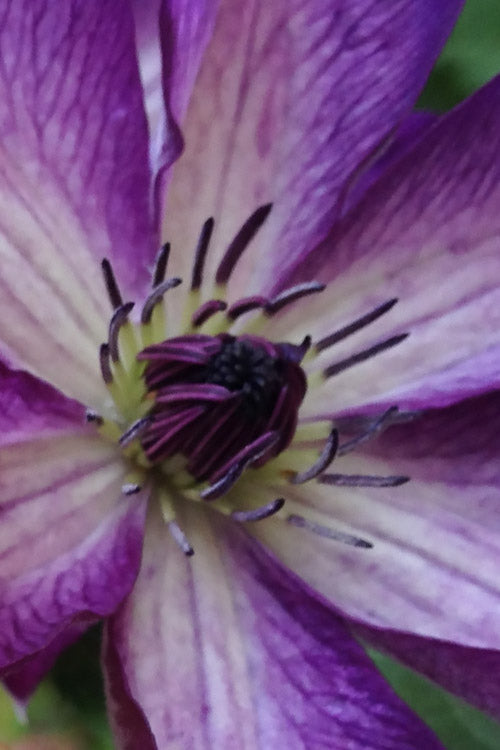  Venosa Violacea Clematis - 1 Gallon Pot