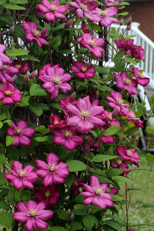  Ville De Lyon Clematis - 1 Gallon Pot