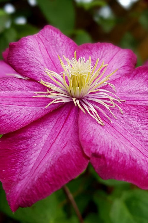  Ville De Lyon Clematis - 1 Gallon Pot